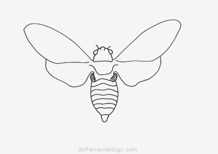 line drawing illustration of a cicada for science book